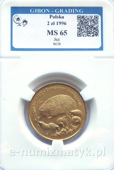 Jeż MS65